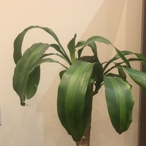 Meet your Posher, Anne